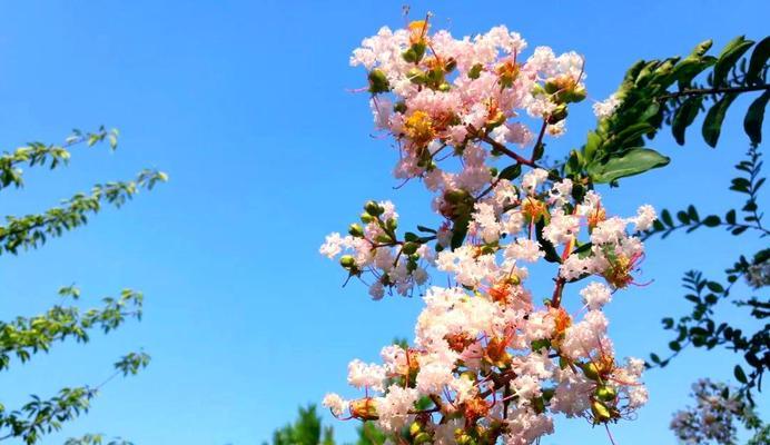 哪些花象征凶残？凶猛与残酷的花卉象征是什么？