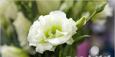 扶手花的花语寓意是什么？扶手花在花语中代表什么？