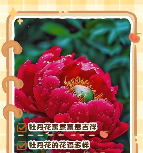 扶手花的花语寓意是什么？扶手花在花语中代表什么？