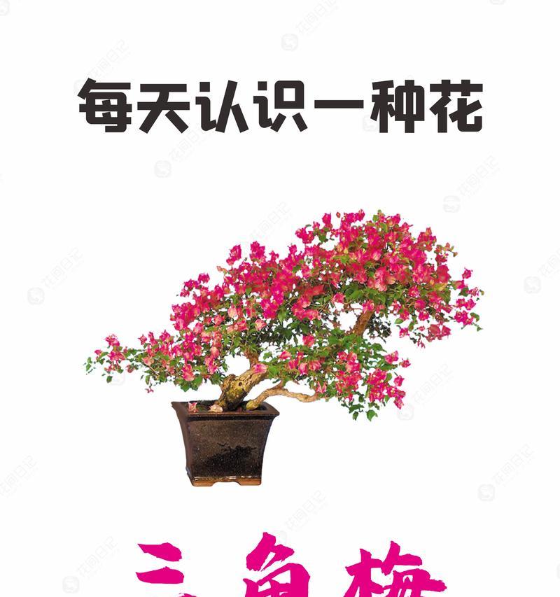 简单花的寓意及花语是什么？简单花卉的象征意义有哪些？