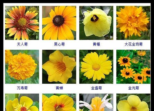 每种花的含义和花期是什么？