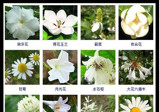 每种花的含义和花期是什么？