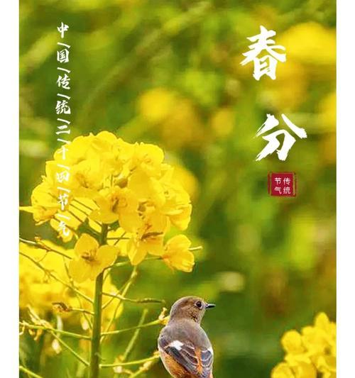 节气与花的寓意之间有什么联系？它们在传统中扮演什么角色？