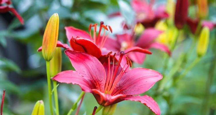 秋天开的花有何寓意？秋天花卉的含义是什么？