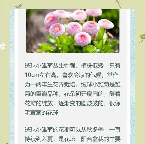 白色雏菊的花语有哪些含义？