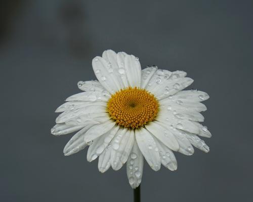 白色雏菊的花语有哪些含义？