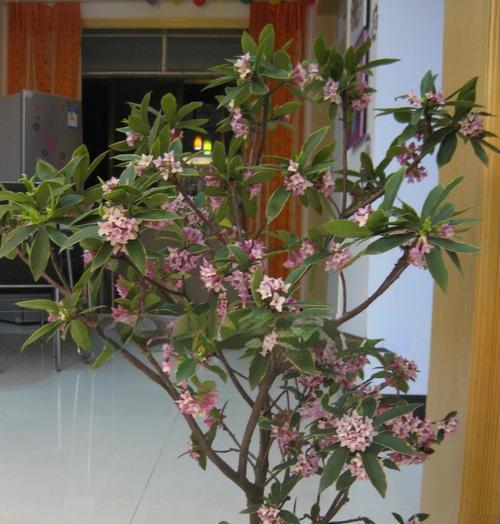 哪种花象征着放荡不羁？