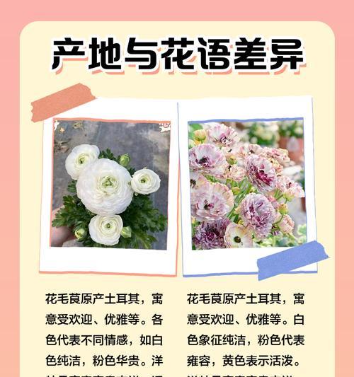洋牡丹的花语和所有含义是什么？