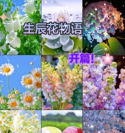八仙花的花语及其寓意是什么？