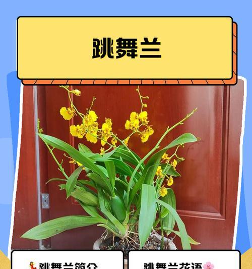 娇花象征着什么？娇花的寓意是什么？