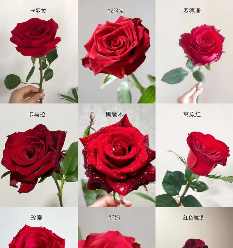 玫瑰花代表的含义有哪些？