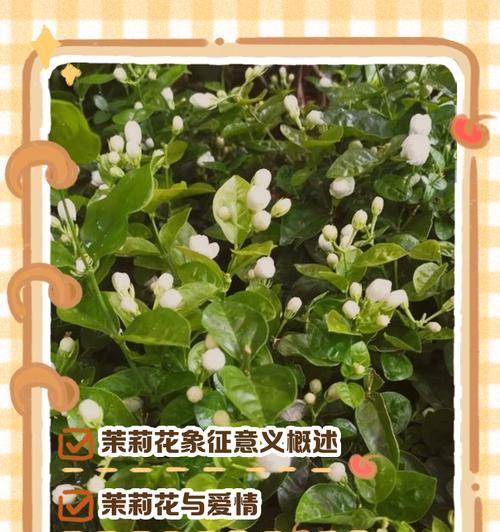 亲情象征的花有哪些？它们的花语是什么？