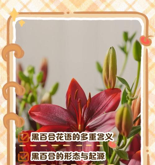 罗宾娜百合花语有何特殊含义？代表了什么？