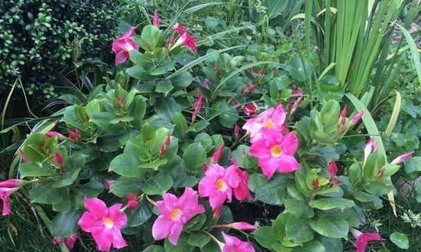 哪些花卉象征着陷阱？