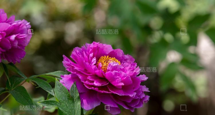 紫色牡丹花代表什么？牡丹花颜色的象征意义？