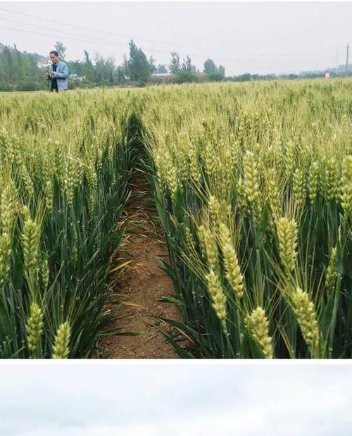 大麦花语代表什么含义？它象征着什么