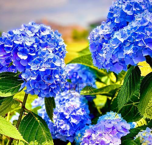 蓝色绣球花的花语有何深意？象征着什么？