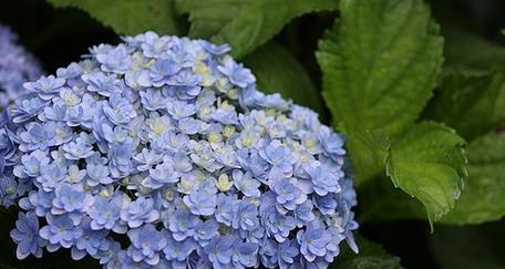 蓝色绣球花的花语有何深意？象征着什么？