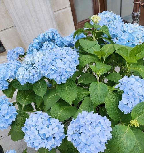 蓝色绣球花的花语有何深意？象征着什么？