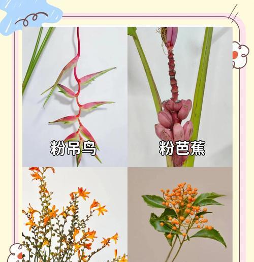 常见花材的特征和含义是什么？