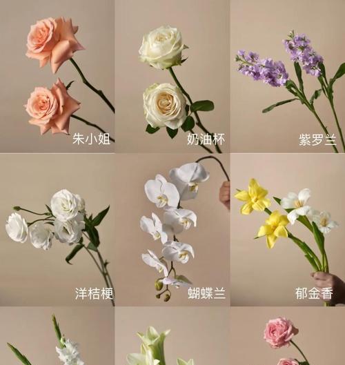 常见花材的特征和含义是什么？