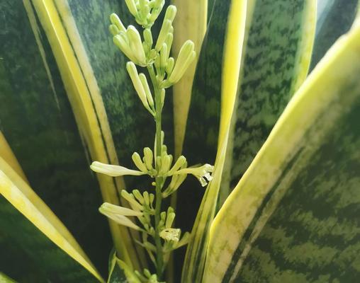 虎皮兰象征着什么？如何正确养护虎皮兰？