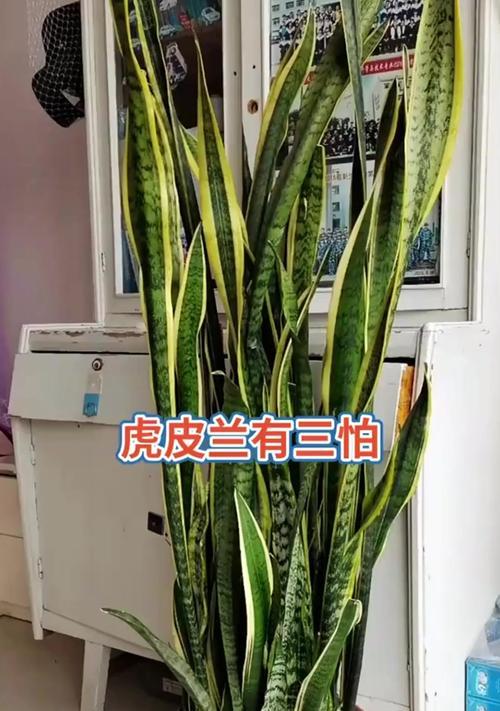 虎皮兰象征着什么？如何正确养护虎皮兰？