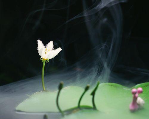 一叶莲象征着什么？花语有哪些含义？
