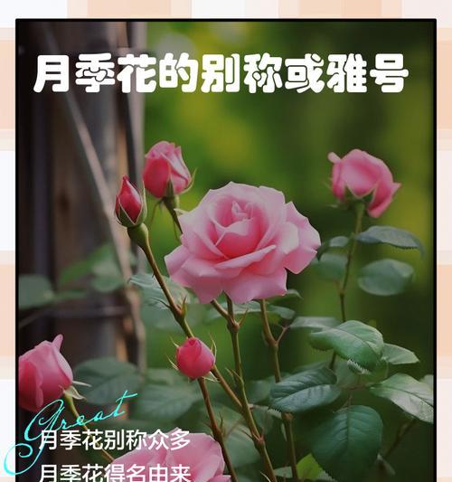 灭花的起源及其含义是什么？它象征着什么？