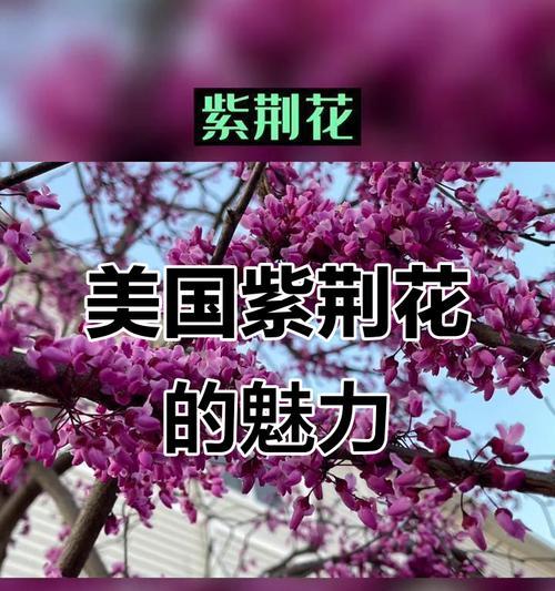 整齐花象征着什么？它代表了什么意义？