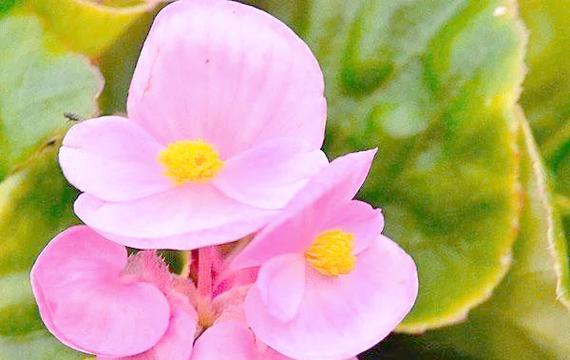 三人友谊的花语是什么？哪些花象征着三人的友谊？