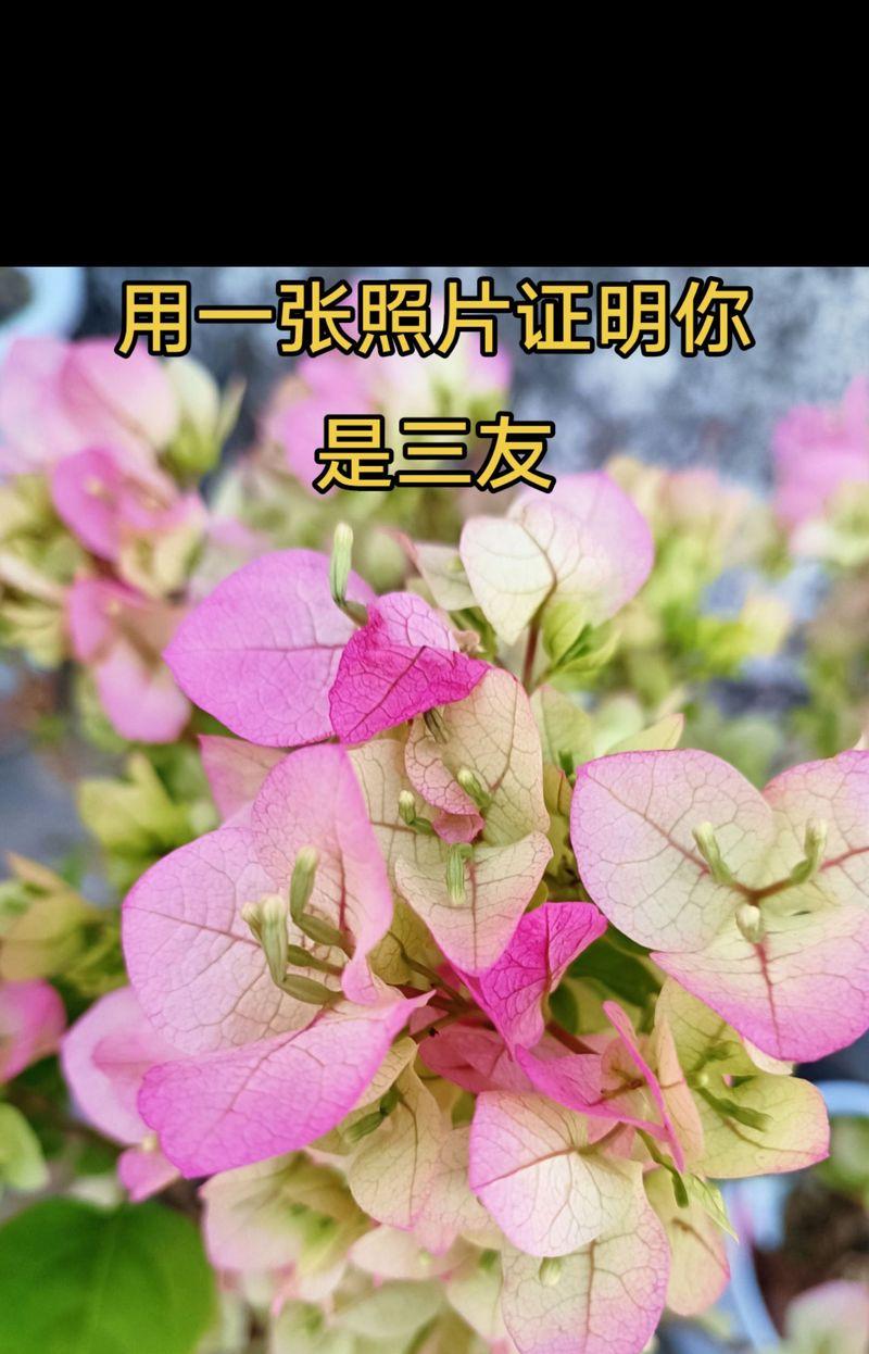三人友谊的花语是什么？哪些花象征着三人的友谊？