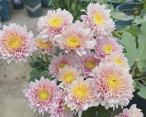 粉菊花的花语有哪些特别之处？代表什么含义？