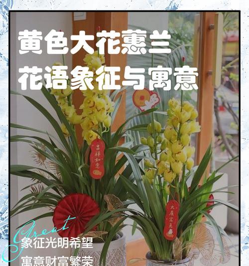 大气的象征花有哪些？哪些花代表大气？