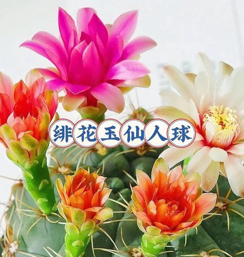 大气的象征花有哪些？哪些花代表大气？
