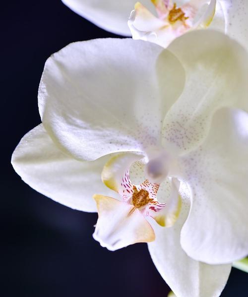 夜来香象征着什么？夜来香的花语有哪些特别之处？