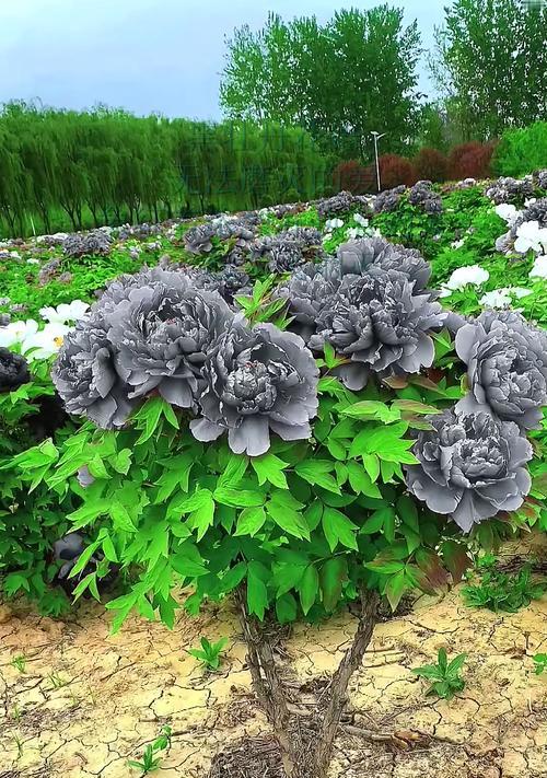 富贵花的花语寓意和象征意义是什么？