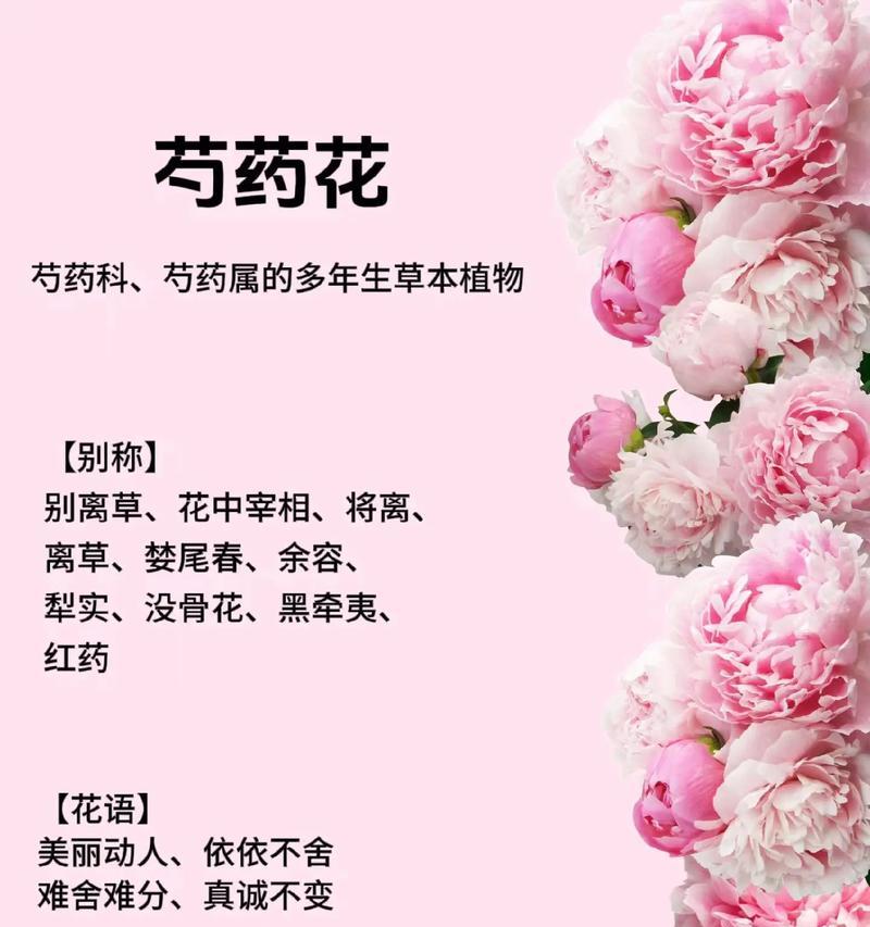 富贵花的花语寓意和象征意义是什么？