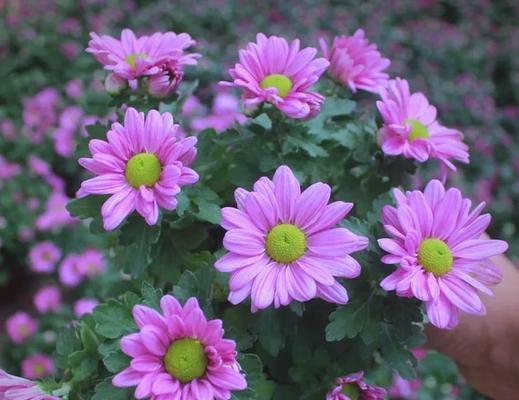 秋日的花有哪些含义？秋季花卉的象征意义是什么？