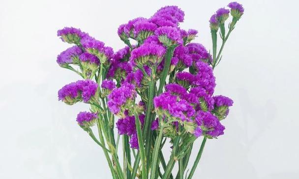 紫色勿忘我花语有何特别含义？它代表了什么？