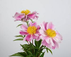 三朵花组合的含义是什么？三朵花代表什么？