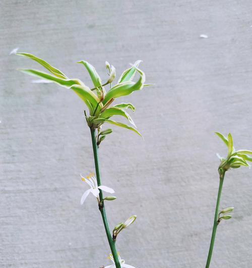 三朵花组合的含义是什么？三朵花代表什么？
