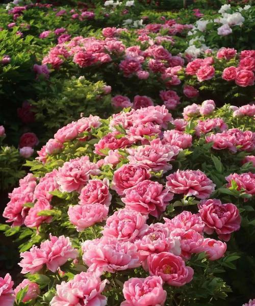 象征最高权利的花有哪些？哪些花卉代表权力与尊贵？