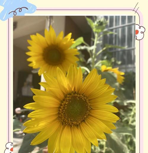太阳花的花语代表什么？太阳花象征的寓意有哪些？