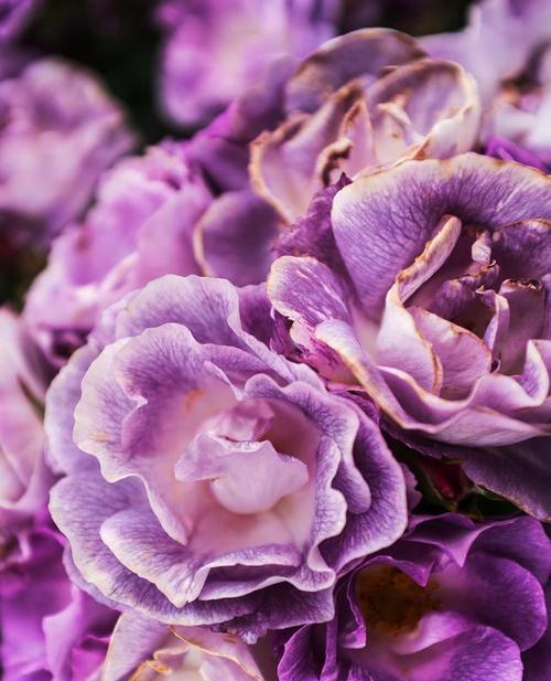 紫色花与人的关系？花语全解析