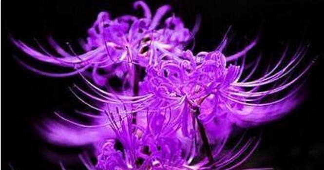 紫色花与人的关系？花语全解析