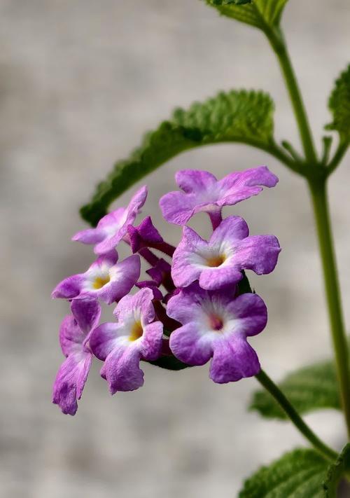 紫色花与人的关系？花语全解析