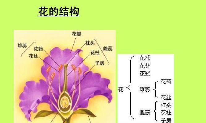 阅读与花卉相结合的深层含义是什么？