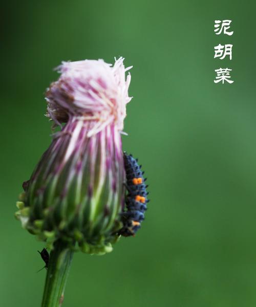 泥胡花象征着什么？泥胡花的寓意有哪些？
