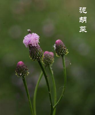 泥胡花象征着什么？泥胡花的寓意有哪些？